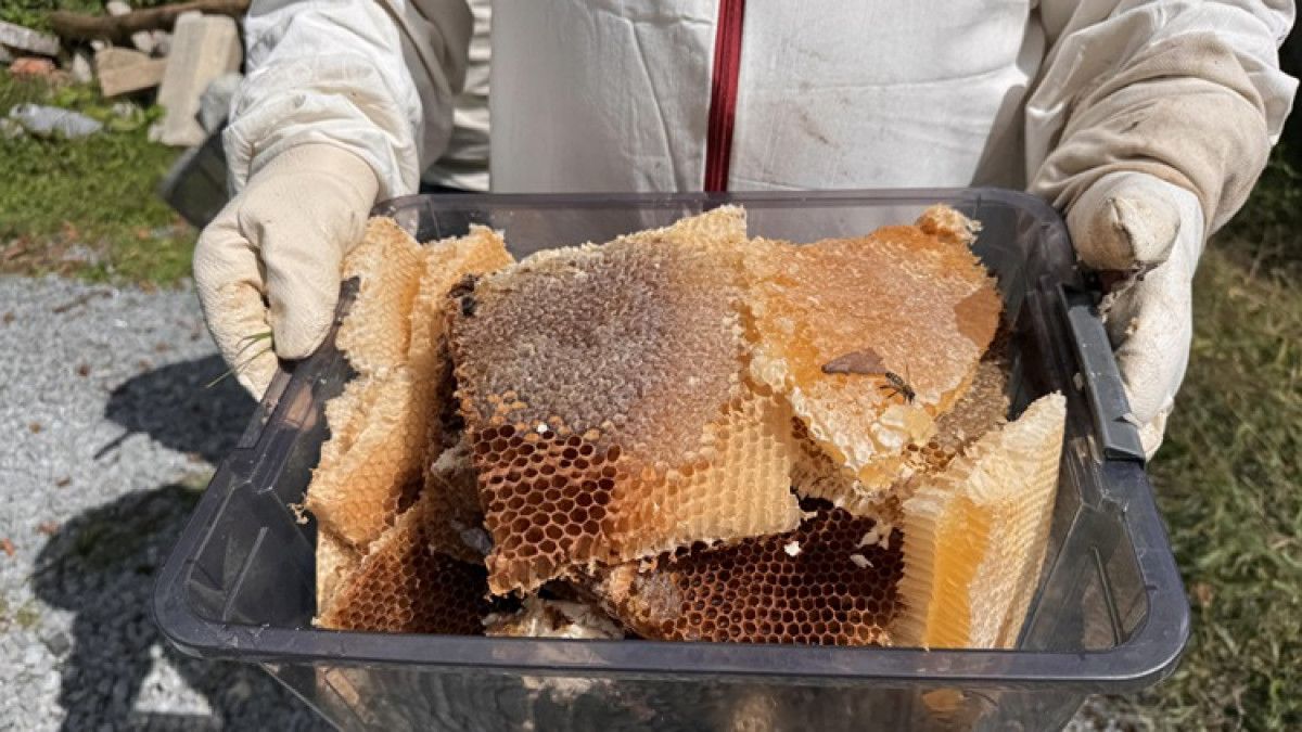 cografi isaret tescilli ayder balinda hasat basladi 0 1ByQISsy