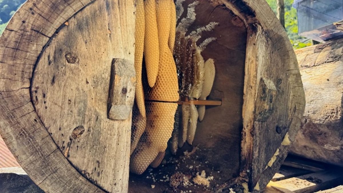 cografi isaret tescilli ayder balinda hasat basladi 1 7dOALRgG