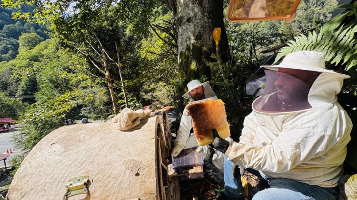 cografi isaret tescilli ayder balinda hasat basladi 2 3zMZ7uJa