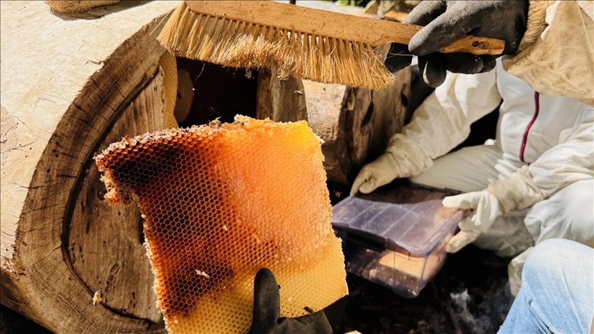 cografi isaret tescilli ayder balinda hasat basladi 3 4Tew7Ugd