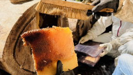 cografi isaret tescilli ayder balinda hasat basladi IewfQapj