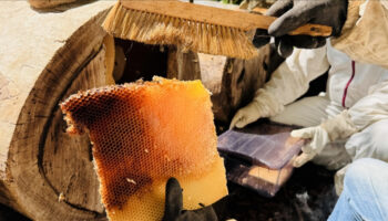 cografi isaret tescilli ayder balinda hasat basladi IewfQapj