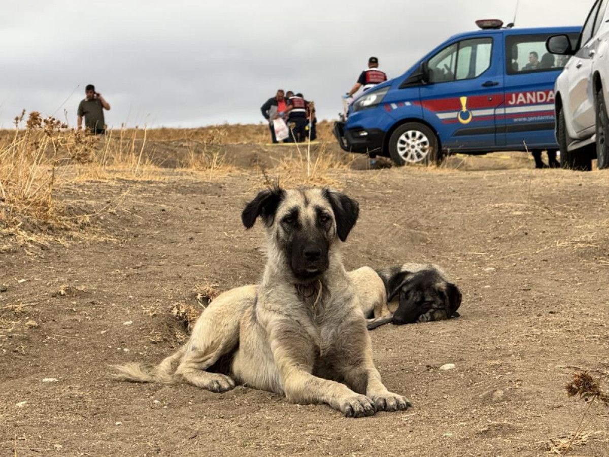 edirnede kopegi oldurulen sahibinin yanindan ayrilmadi 1 QusM2Wes