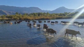 erzincanda kuraklik etkisini gosterdi rjK2aiSD