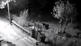 erzincanda yerlesimlere inen ayilar vatandaslari korkutuyor nExL7YBO