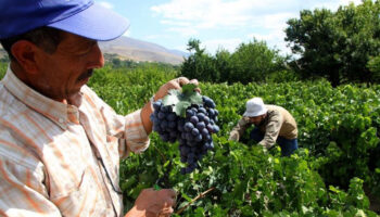 erzincanin cimin uzumu sofralarda aranan lezzet ve sifa kaynagi 6db3U13f