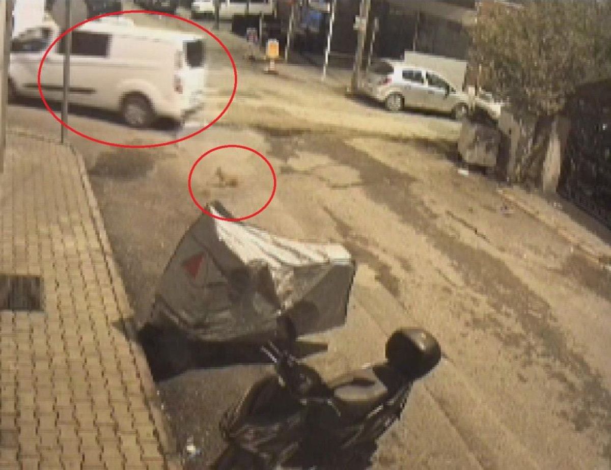 hatayda minibus surucusu ezdigi kediye aldirmadan yoluna devam etti 3 BGSDz6Fu