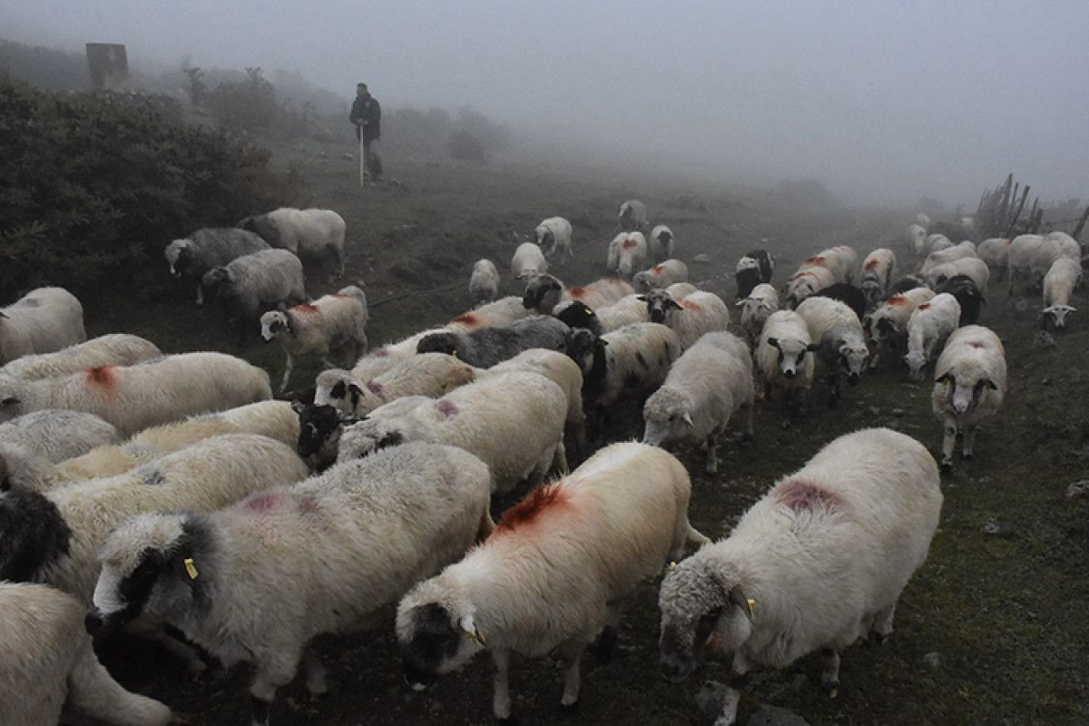 karadenizde yaylalardan zorlu donus 0 U5JX5r4m