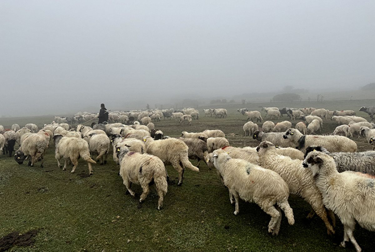karadenizde yaylalardan zorlu donus 2 4RJrOBSZ