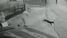 kocaelide bir kisi yavru kopegi bahcesine girdi diye yere firlatti sHkF8I5d