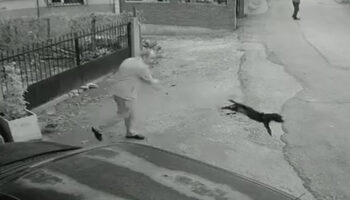 kocaelide bir kisi yavru kopegi bahcesine girdi diye yere firlatti sHkF8I5d