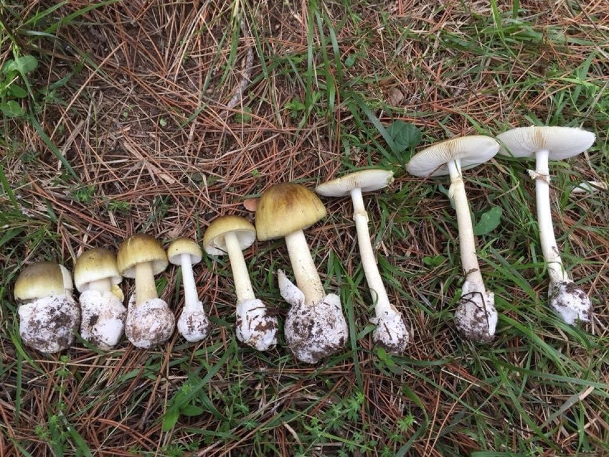 mantar sezonu basladi uzmanlardan zehirlenmelere karsi uyarilar 0 zYgR1Hku