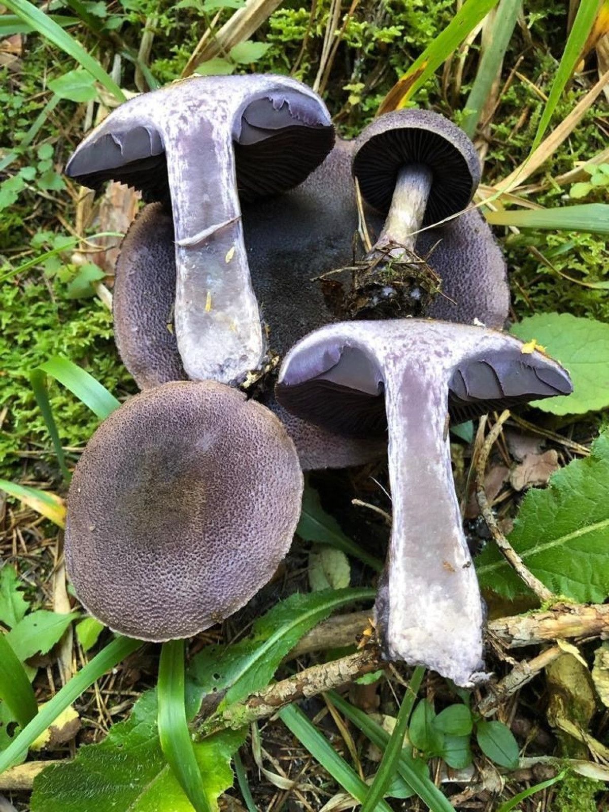 mantar sezonu basladi uzmanlardan zehirlenmelere karsi uyarilar 1 a7PiPCLR