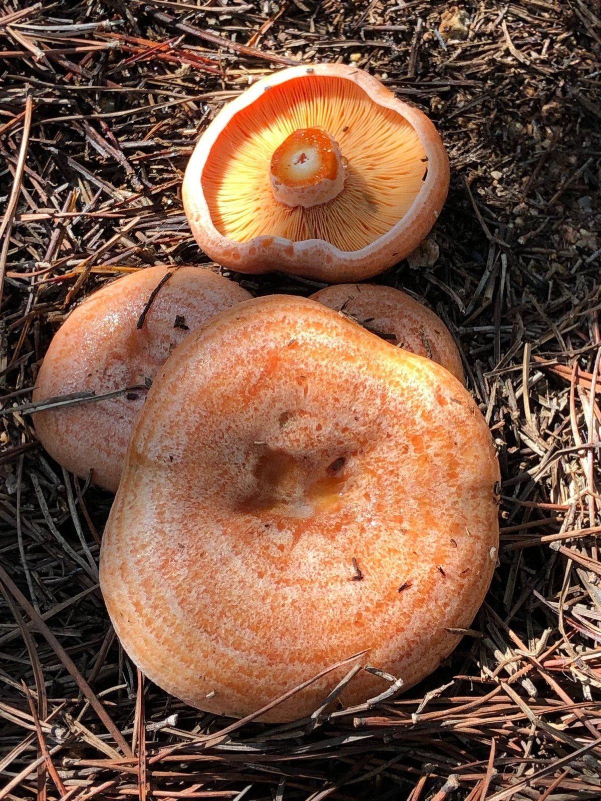 mantar sezonu basladi uzmanlardan zehirlenmelere karsi uyarilar 6 yMvYLWWK