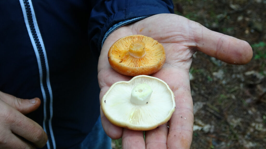 mantar sezonu basladi uzmanlardan zehirlenmelere karsi uyarilar eQHnen33