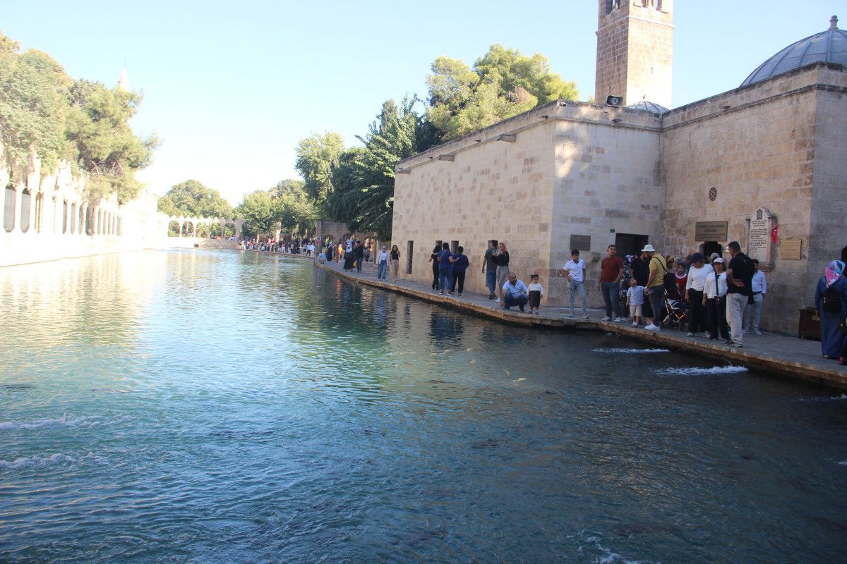 sanliurfada golete dusen kedi kalp masajiyla hayata tutundu 0 pKkbHYPW