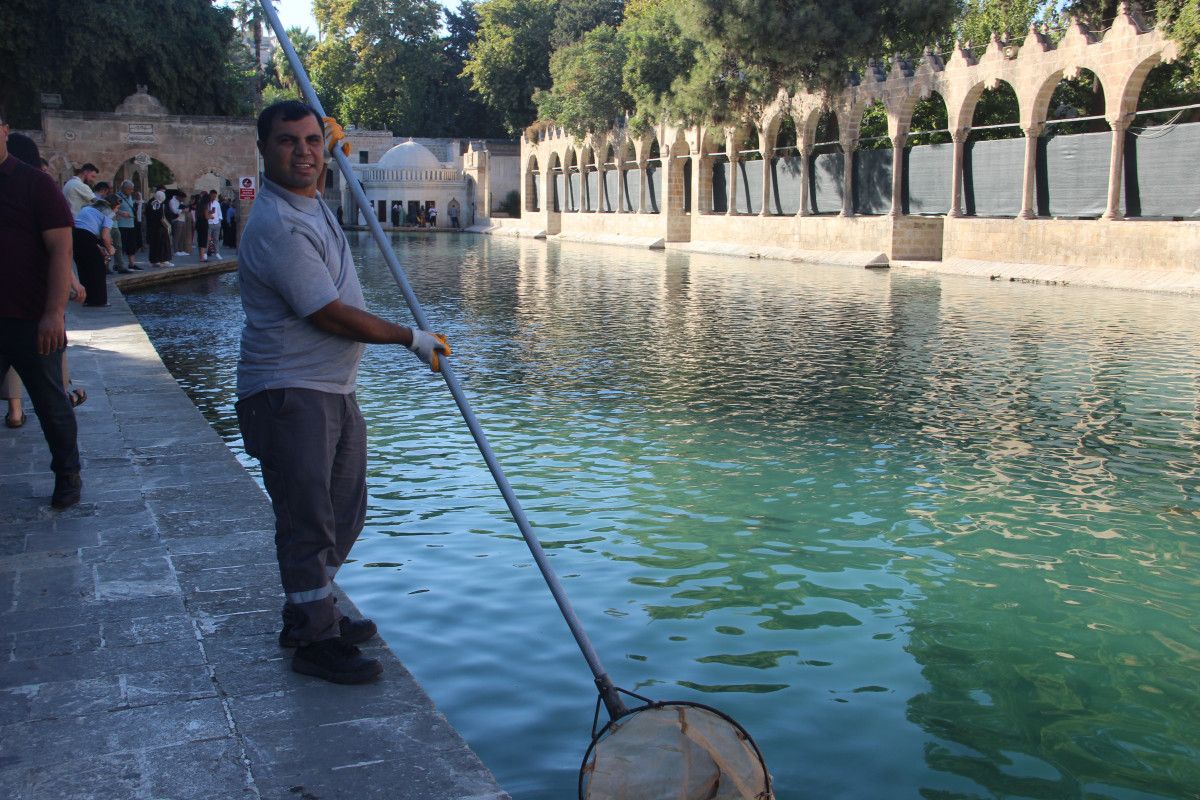 sanliurfada golete dusen kedi kalp masajiyla hayata tutundu 1 aBybYXyh