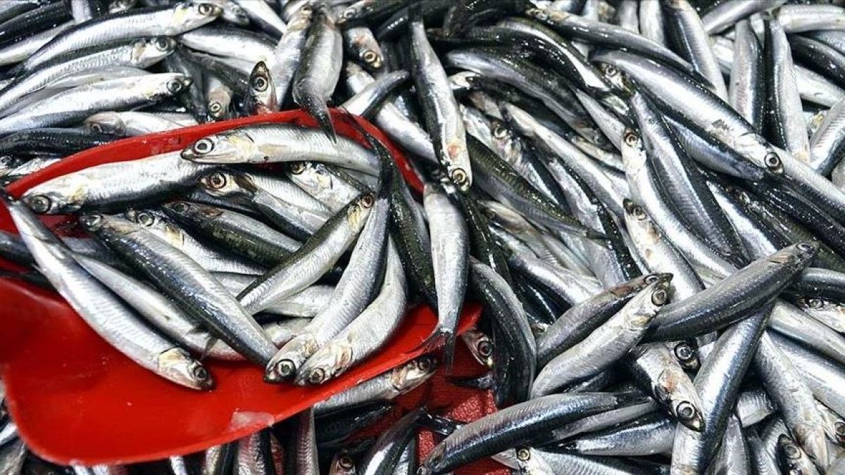 sonbahar baliklari ekim ayinda tuketmeniz gereken 4 balik 0