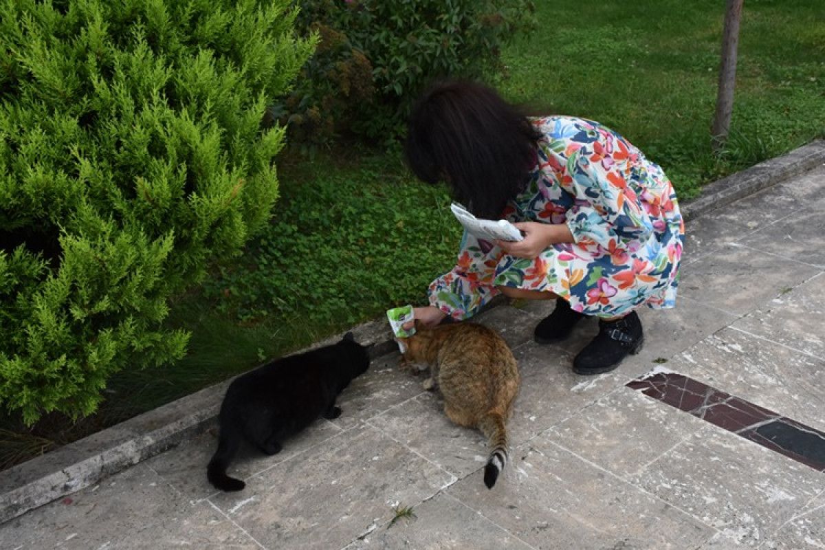 trabzonlu hayvanseverin bir kediyle baslayan sevgi yolculugu 0 6Q4CbArn