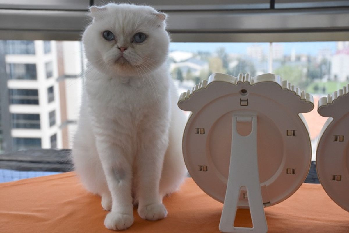 trabzonlu hayvanseverin bir kediyle baslayan sevgi yolculugu 3 qgTTvmh5