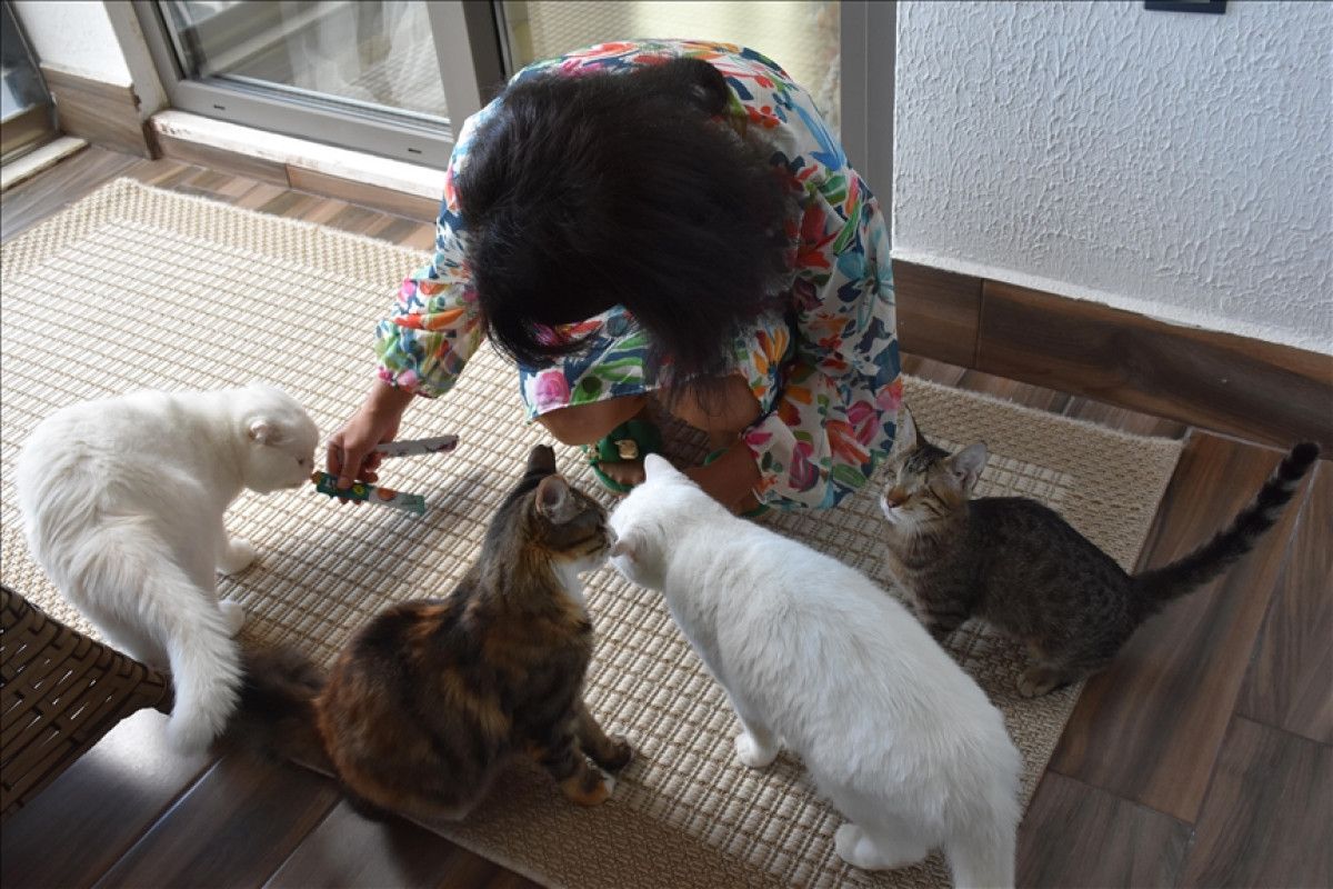 trabzonlu hayvanseverin bir kediyle baslayan sevgi yolculugu 4 chWCvVyZ