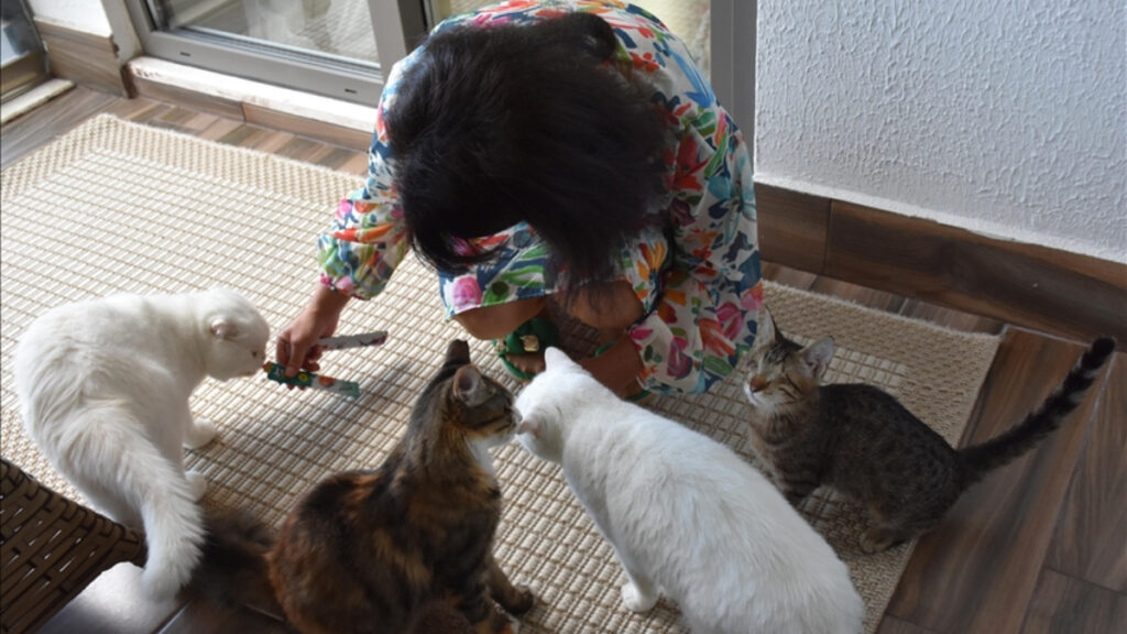 trabzonlu hayvanseverin bir kediyle baslayan sevgi yolculugu 5R8rlAms