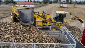 TürkŞeker'in şeker pancarı alım fiyatı güncellendi 3 turksekerin seker pancari alim fiyati guncellendi dWEJuyaG