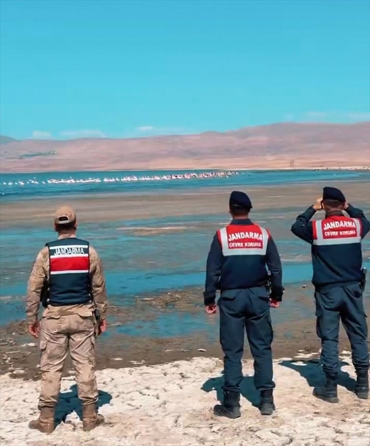 vanda flamingolar jandarmaya emanet 0 CStFDDGR