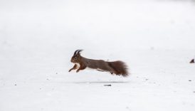 almanyada elli firtinasi ulasimi felc etti tren seferleri iptal maclar ertelendi pBuTTpcA