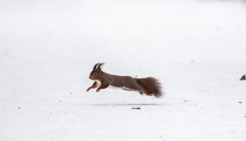 almanyada elli firtinasi ulasimi felc etti tren seferleri iptal maclar ertelendi pBuTTpcA