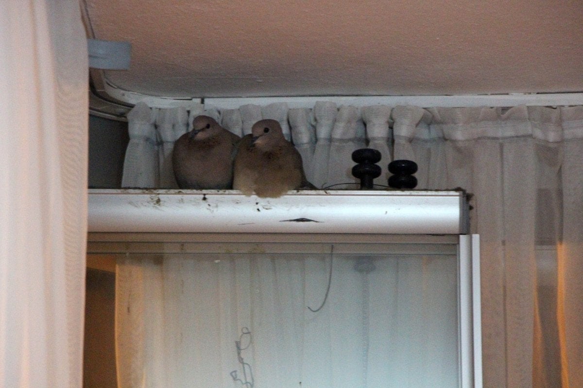 amasyada kumrular camin onune yuva yapti 0 cG4LFui2