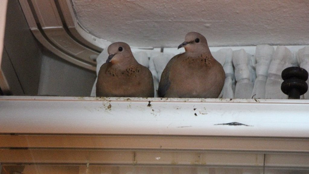 amasyada kumrular camin onune yuva yapti 7ntUnlfY