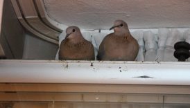 amasyada kumrular camin onune yuva yapti 7ntUnlfY