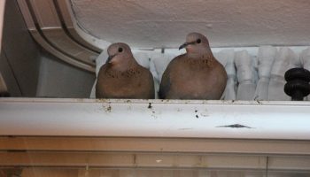 amasyada kumrular camin onune yuva yapti 7ntUnlfY