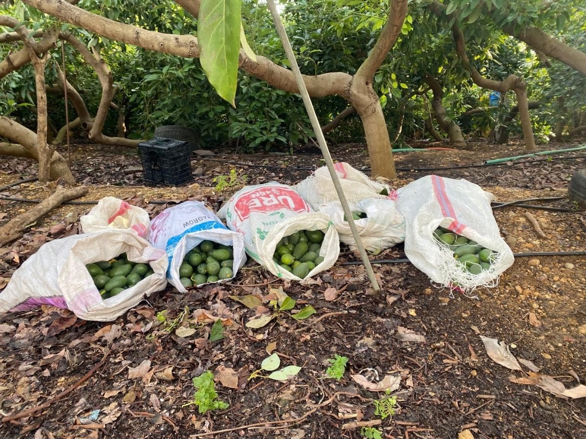 antalyada polis gorunce caldiklari avokadolari birakip kactilar 1 4ZR27vXy