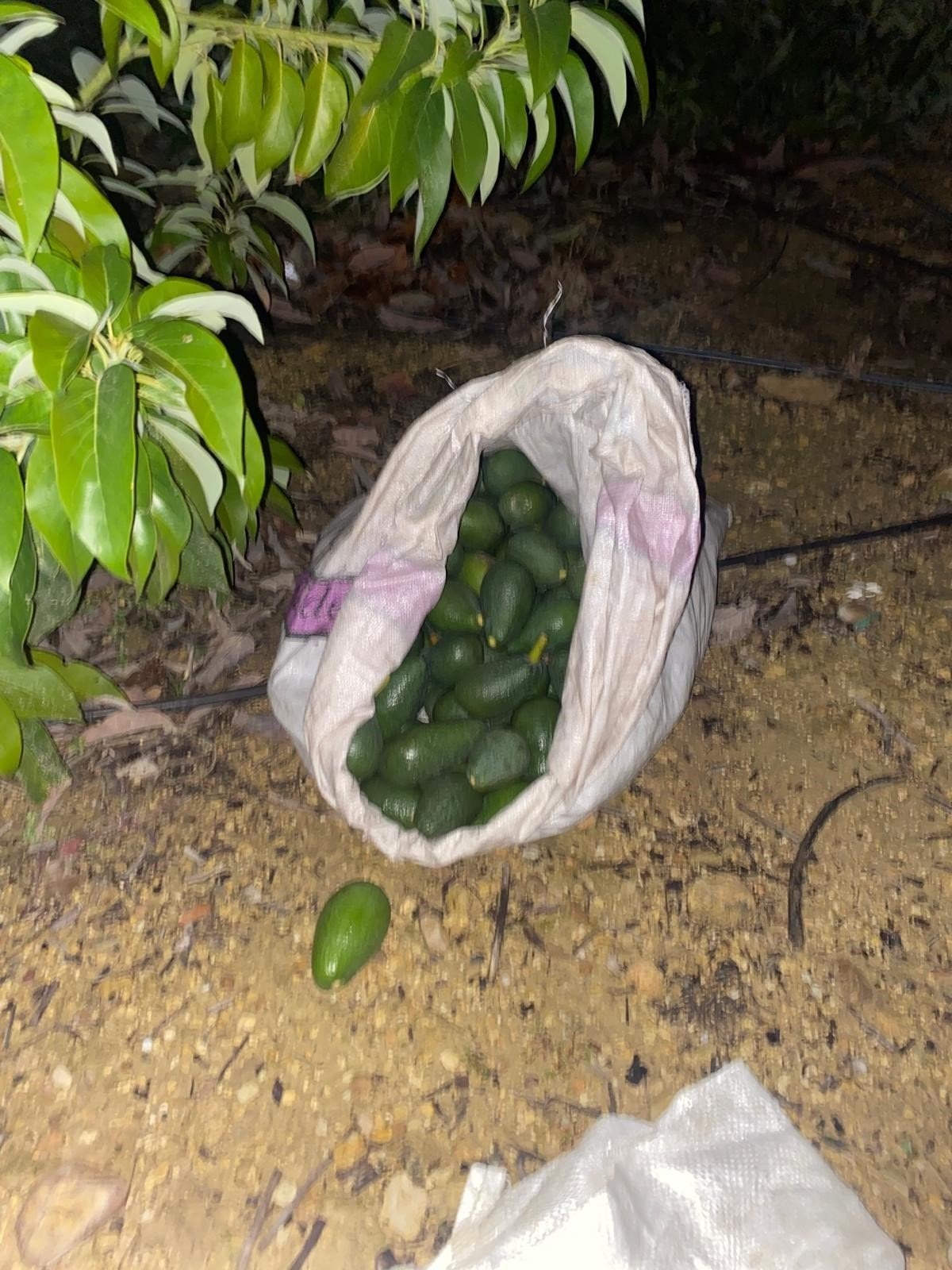 antalyada polis gorunce caldiklari avokadolari birakip kactilar 2 uOlKArDh