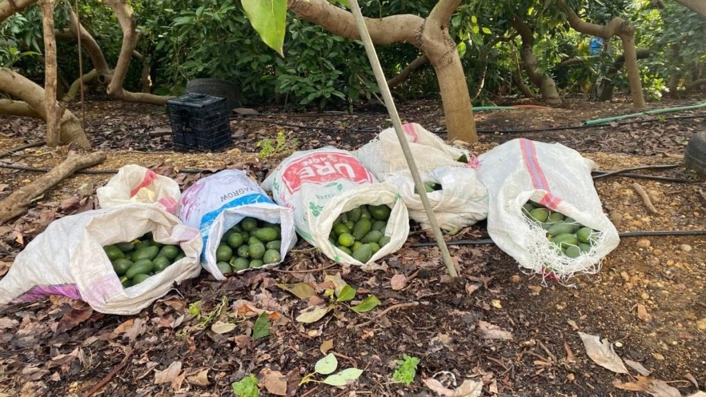 antalyada polis gorunce caldiklari avokadolari birakip kactilar ALMMPZHU