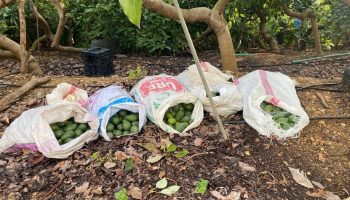 antalyada polis gorunce caldiklari avokadolari birakip kactilar ALMMPZHU