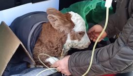 ardahanda buzagiya bagajda serum tedavisi 2LU35nR7