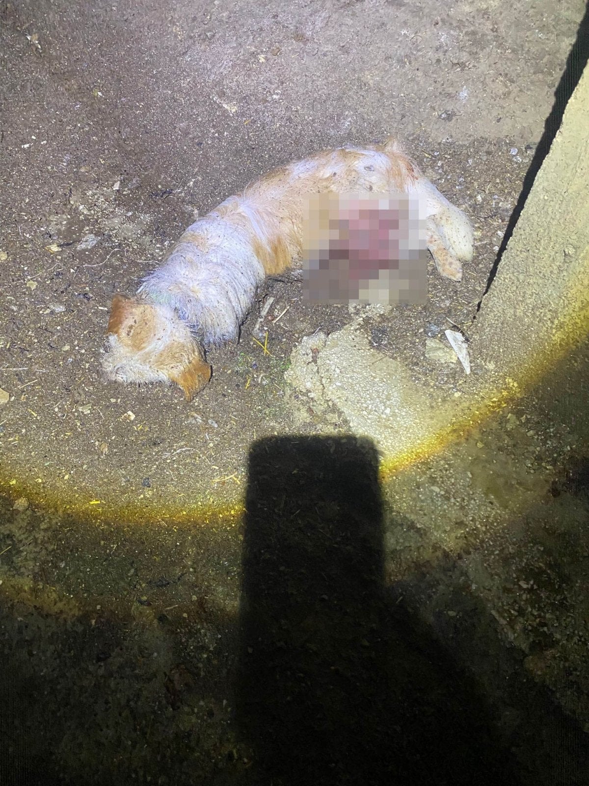 burdurda sokak kopekleri sahipli kopegi telef etti 1 OTiHZS3A