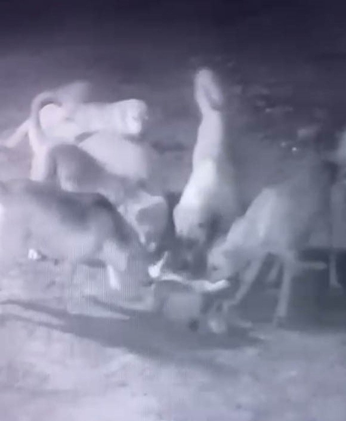 burdurda sokak kopekleri sahipli kopegi telef etti 2 ewJaWww3