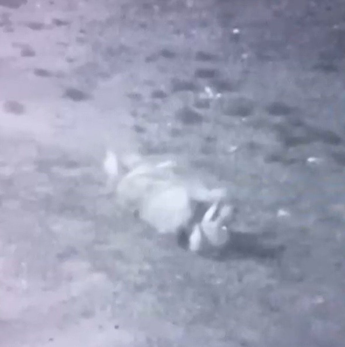 burdurda sokak kopekleri sahipli kopegi telef etti 3