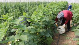 erzincanda kadin ureticilere sera destegi 7Kiirf5j