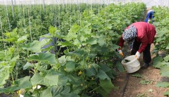 erzincanda kadin ureticilere sera destegi 7Kiirf5j