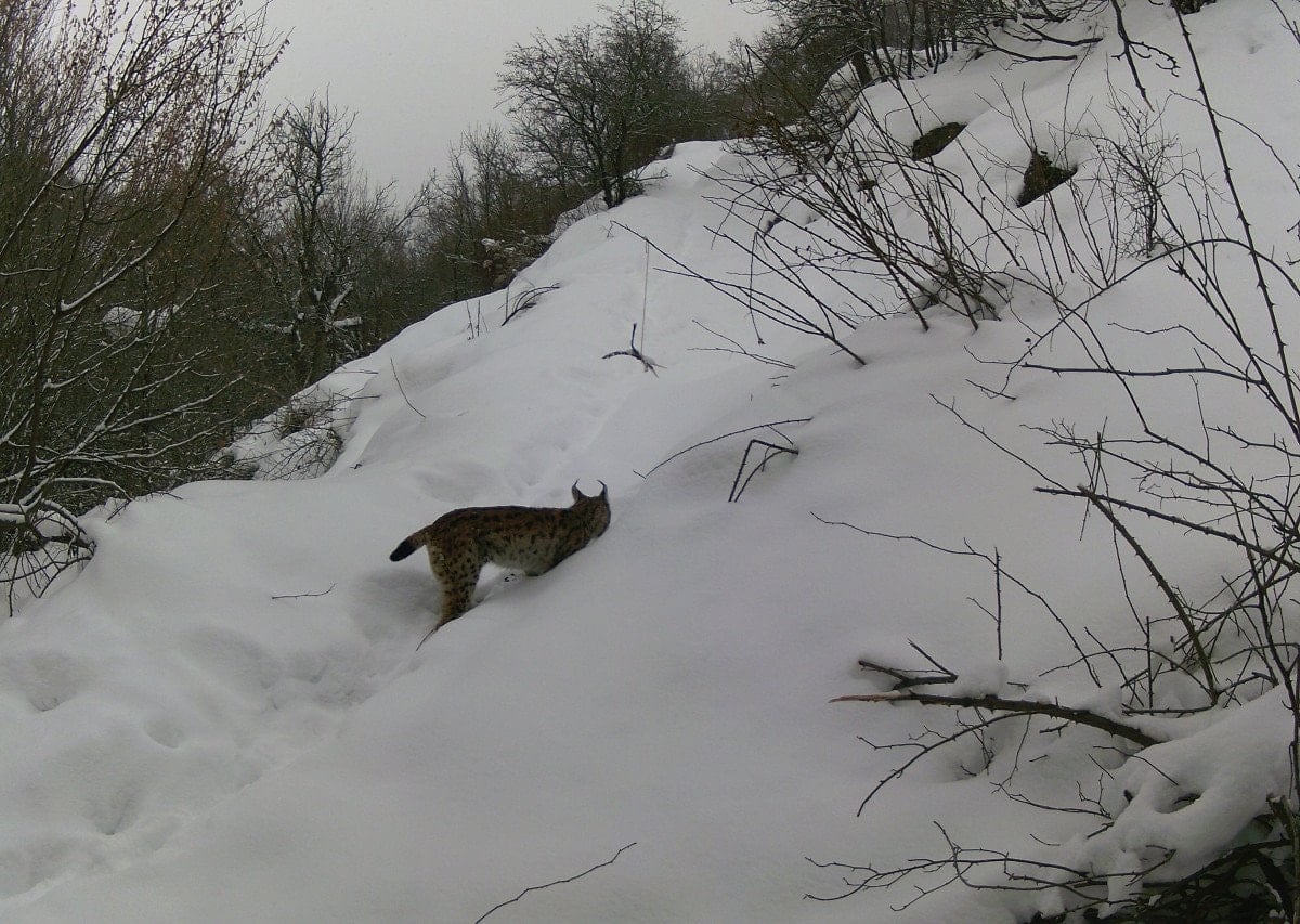 erzincanda yaban hayati kayit altinda 2 uuBmW4VT