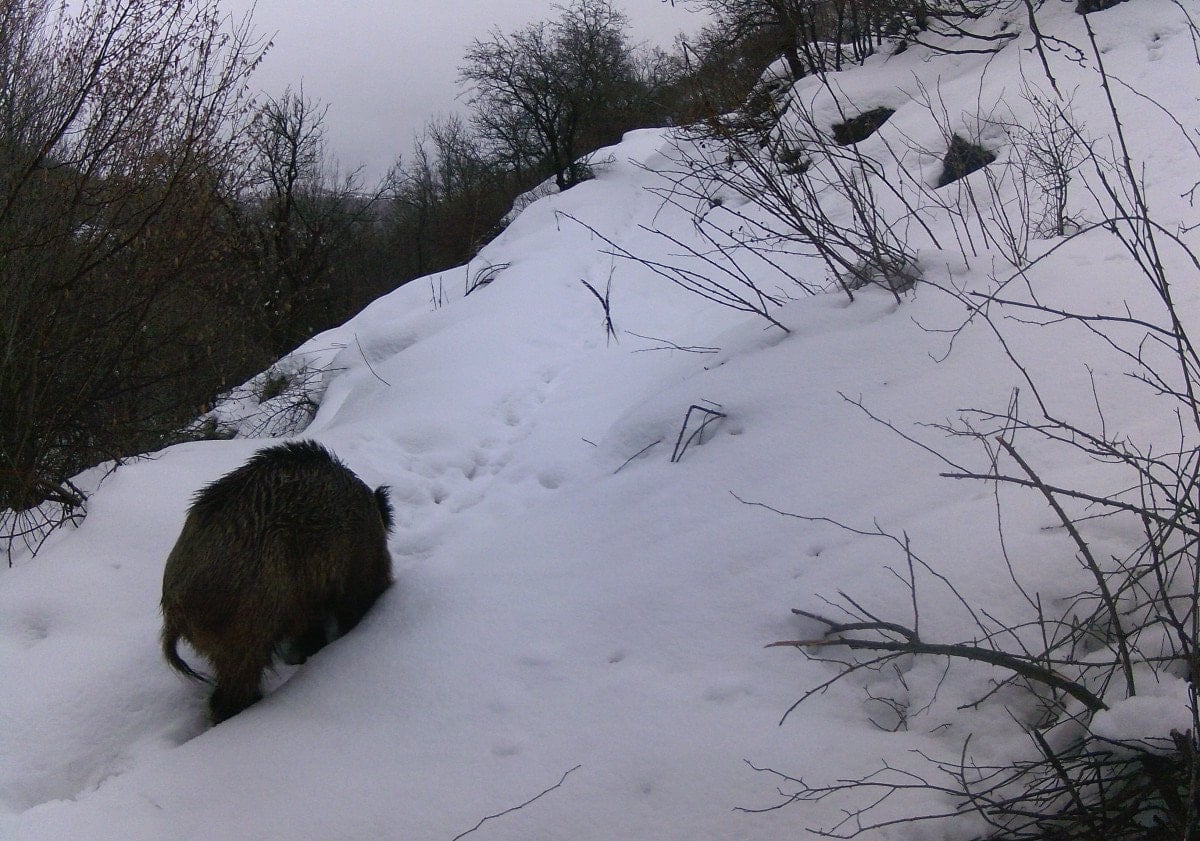 erzincanda yaban hayati kayit altinda 3 DIDcqun4