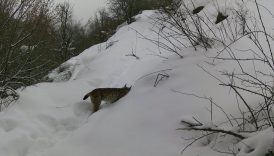 erzincanda yaban hayati kayit altinda dGaOwQyz