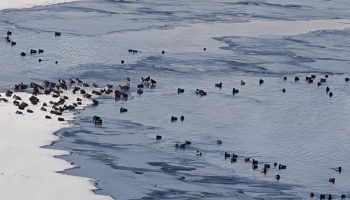 erzurumda sibirya soguklari yaban hayatini vurdu D63xfDaM