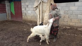 gumushanede annesinin kabul etmedigi kuzuya kecilerden annelik XF2CAJt1