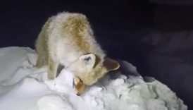 hakkaride soguktan tilki dondu X6awSsMV